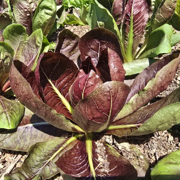 radicchio_molino_della_befa