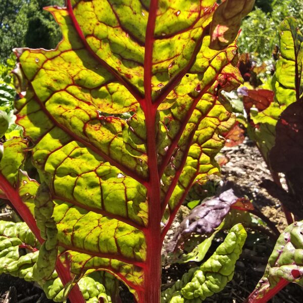 veggie_molino_della_befa
