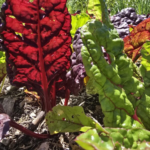 veggie_molino_della_befa1