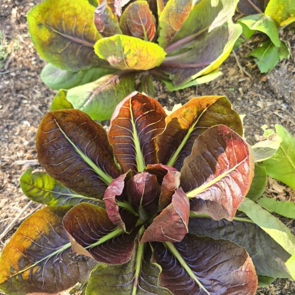 veggie_molino_della_befa3